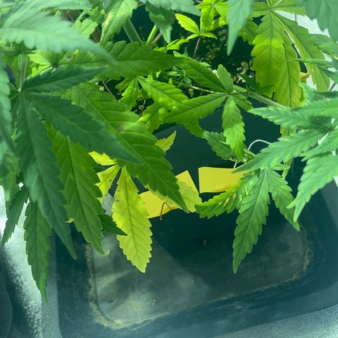 Critical Kush #3 growlog timeline photo