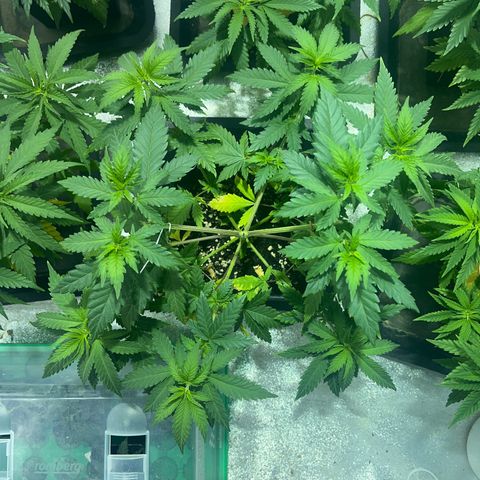 Critical Kush #2 growlog timeline photo