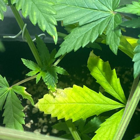 Critical Kush #2 growlog timeline photo