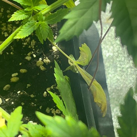 Critical Kush #2 growlog timeline photo
