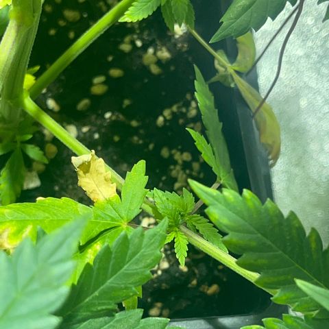 Critical Kush #2 growlog timeline photo