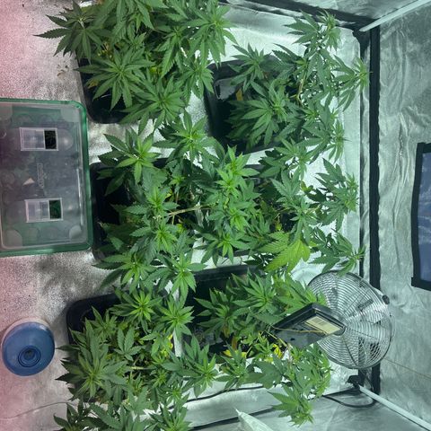Critical Kush #3 growlog timeline photo