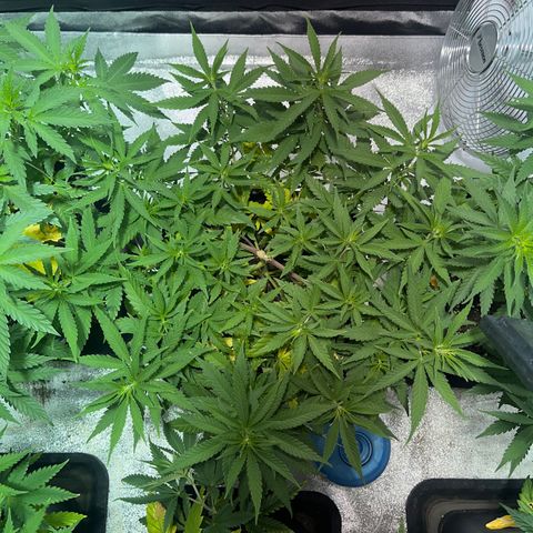 Critical Kush #1 growlog timeline photo