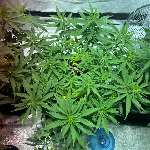 Critical Kush #1 growlog timeline photo