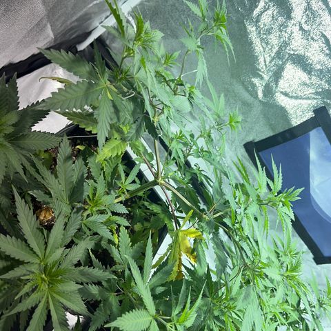 Critical Kush #2 growlog timeline photo