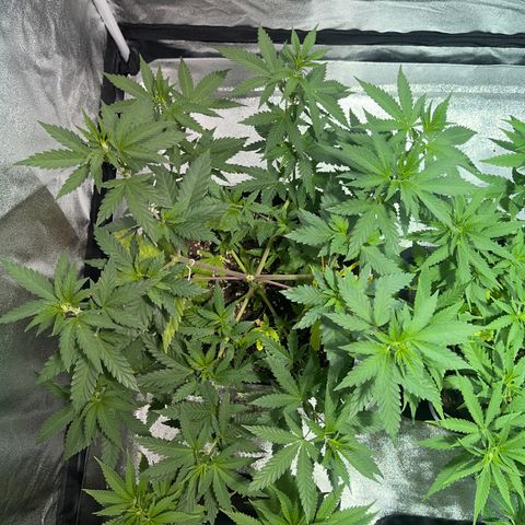 Critical Kush #2 growlog timeline photo