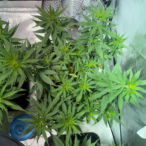 Critical Kush #3 growlog timeline photo