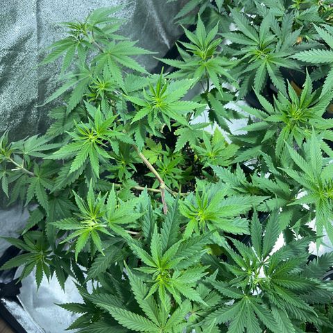 Green Gelato #1 growlog timeline photo