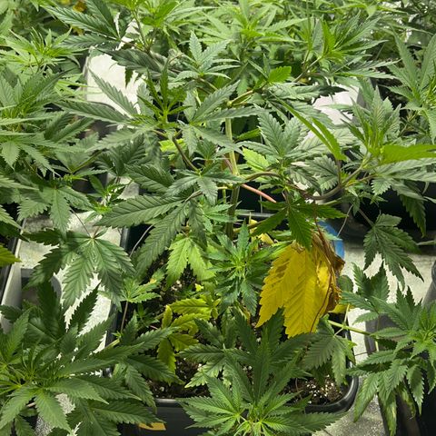 Green Gelato #2 growlog timeline photo
