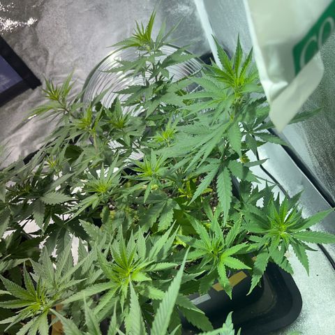 Critical Kush #3 growlog timeline photo