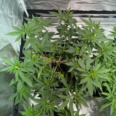 Critical Kush #2 growlog timeline photo