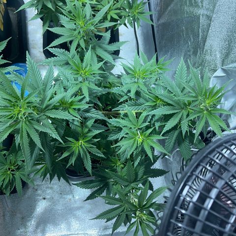Green Gelato #3 growlog timeline photo