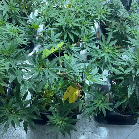 Green Gelato #2 growlog timeline photo