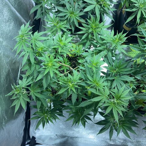 Green Gelato #1 growlog timeline photo