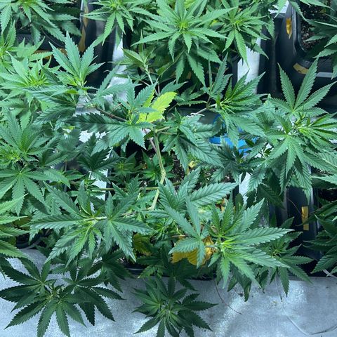Green Gelato #2 growlog timeline photo