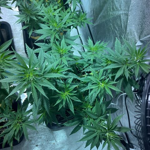 Green Gelato #3 growlog timeline photo
