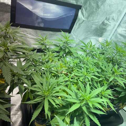 Critical Kush #1 growlog timeline photo