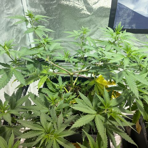 Critical Kush #2 growlog timeline photo