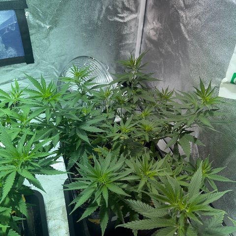 Critical Kush #3 growlog timeline photo