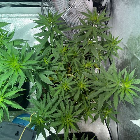 Critical Kush #3 growlog timeline photo