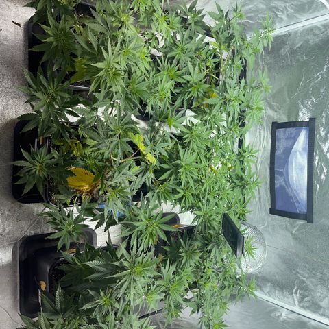 Critical Kush #3 growlog timeline photo
