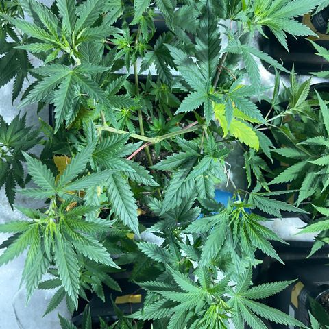 Green Gelato #2 growlog timeline photo