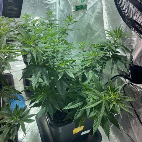 Green Gelato #3 growlog timeline photo