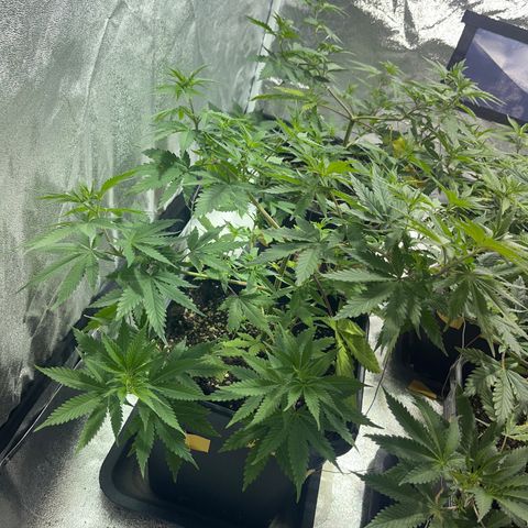Green Gelato #1 growlog timeline photo