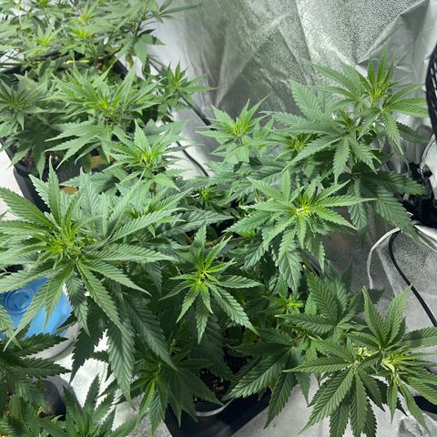 Green Gelato #3 growlog timeline photo