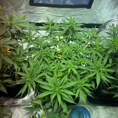 Critical Kush #1 growlog timeline photo