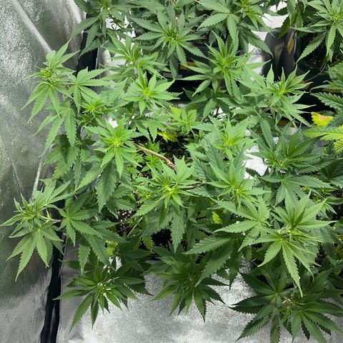 Green Gelato #1 growlog timeline photo