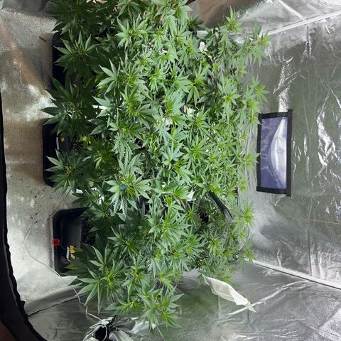Critical Kush #3 growlog timeline photo