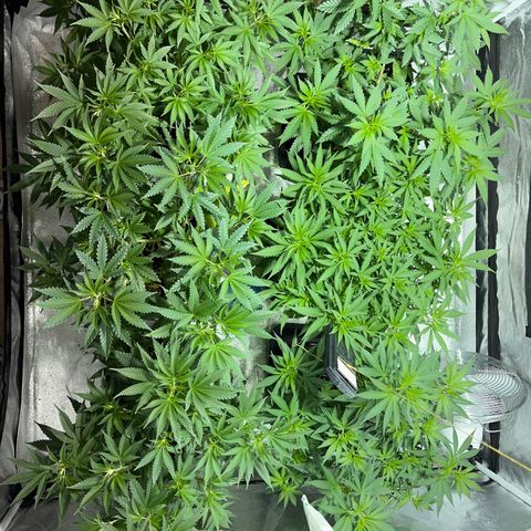 Critical Kush #3 growlog timeline photo