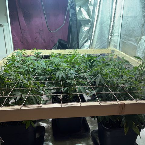 Critical Kush #3 growlog timeline photo