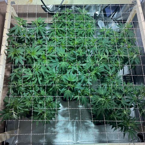 Critical Kush #3 growlog timeline photo