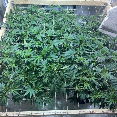 Critical Kush #3 growlog timeline photo