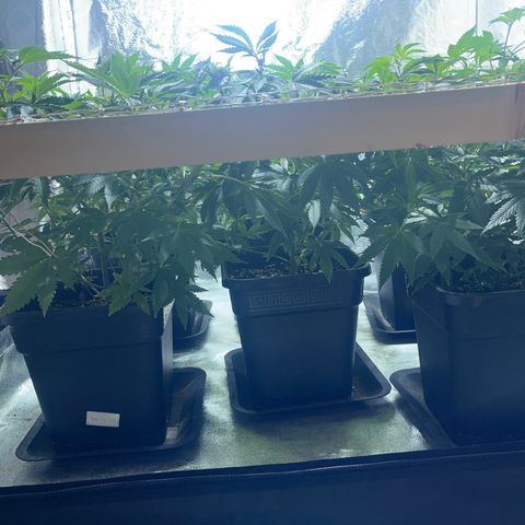 Critical Kush #3 growlog timeline photo