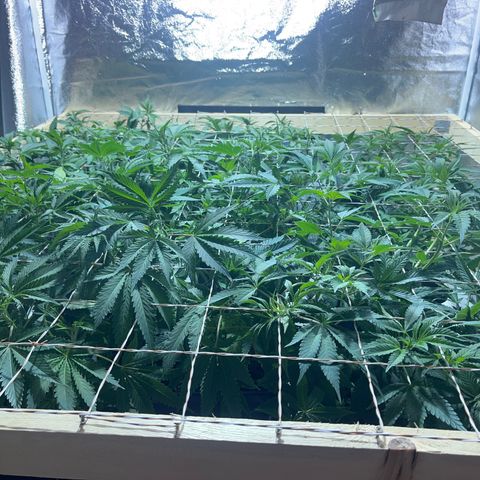Critical Kush #3 growlog timeline photo