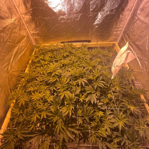 Critical Kush #3 growlog timeline photo