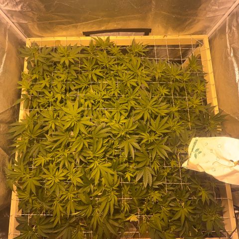 Critical Kush #3 growlog timeline photo