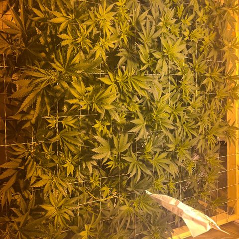 Critical Kush #3 growlog timeline photo