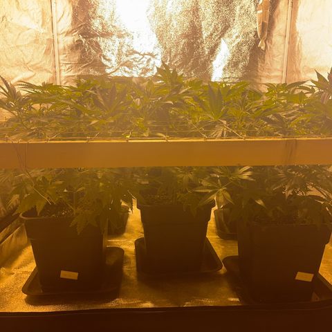 Critical Kush #3 growlog timeline photo