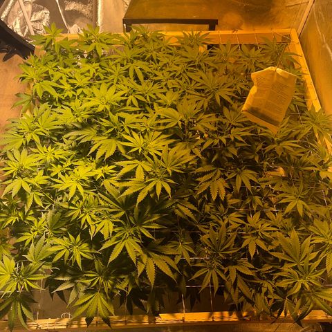 Critical Kush #3 growlog timeline photo