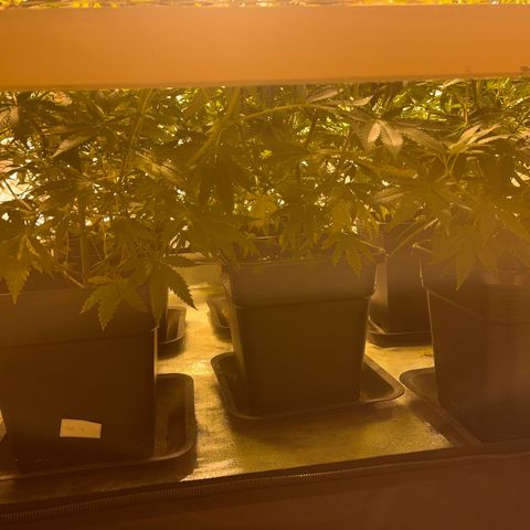Critical Kush #3 growlog timeline photo