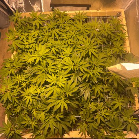 Critical Kush #3 growlog timeline photo