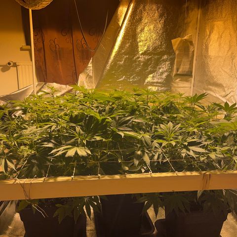 Critical Kush #3 growlog timeline photo