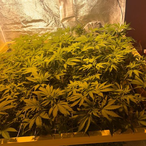 Critical Kush #3 growlog timeline photo