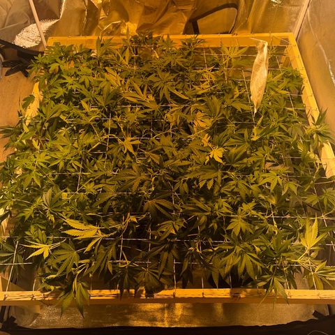 Critical Kush #3 growlog timeline photo