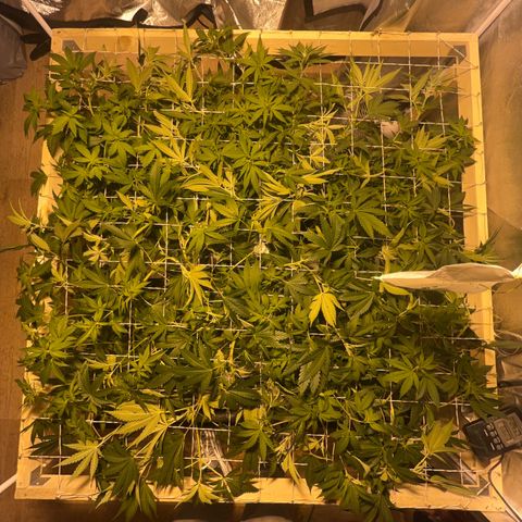 Critical Kush #3 growlog timeline photo