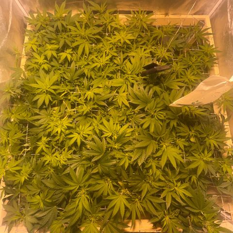 Critical Kush #3 growlog timeline photo